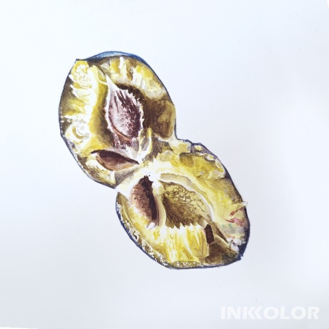 Warsztaty malowania akwarelą. Podstawy rysunku pędzlem: Śliwka, 30.11.2025, niedziela, 11:00-15:00