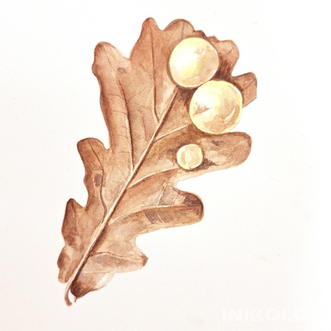 Promocja Warsztaty malowania akwarelą. Podstawy rysunku pędzlem: Liść dębu + galas, 18.01.2026, niedziela, 11:00-15:00