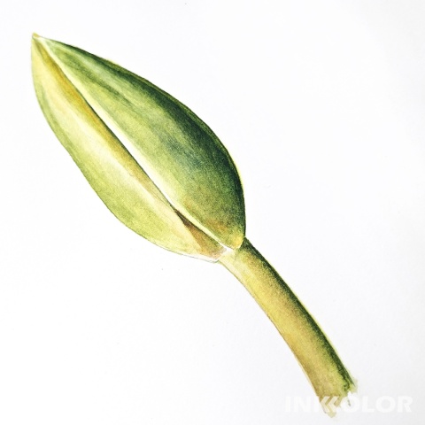 Warsztaty malowania akwarelą. Podstawy rysunku pędzlem: Pąk tulipana 08.02.2026, niedziela, 11:00-15:00